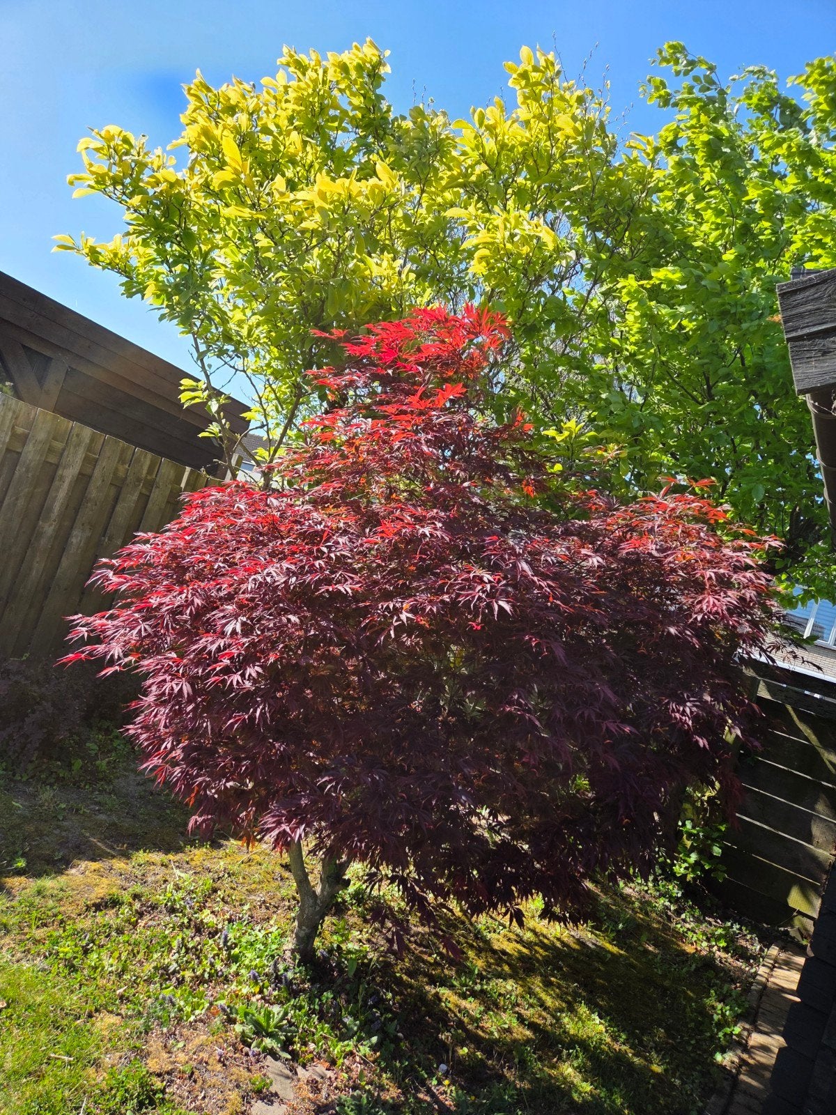 Japanse Esdoorn (Acer palmatum) - Prachtige Rode Bladeren, Ophalen, Bloeit niet, Halfschaduw, Overige soorten