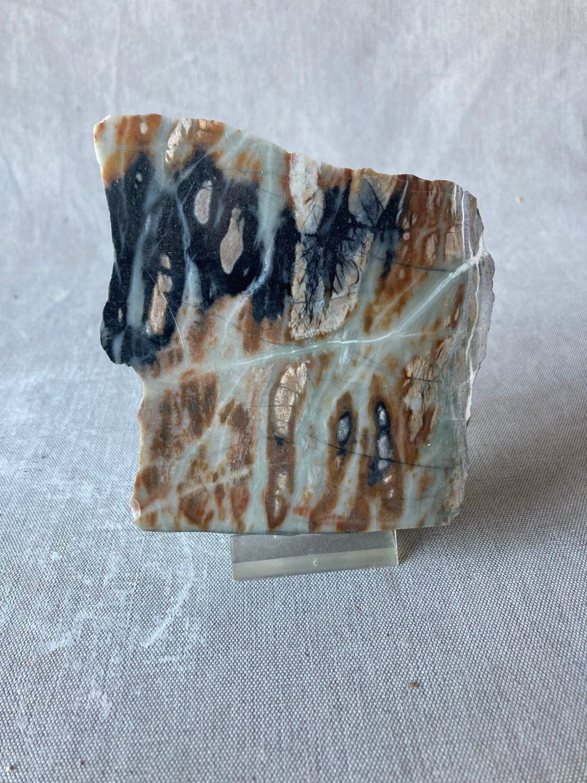 Fossiel ZIERHOUT.  USA, Ophalen, Fossiel