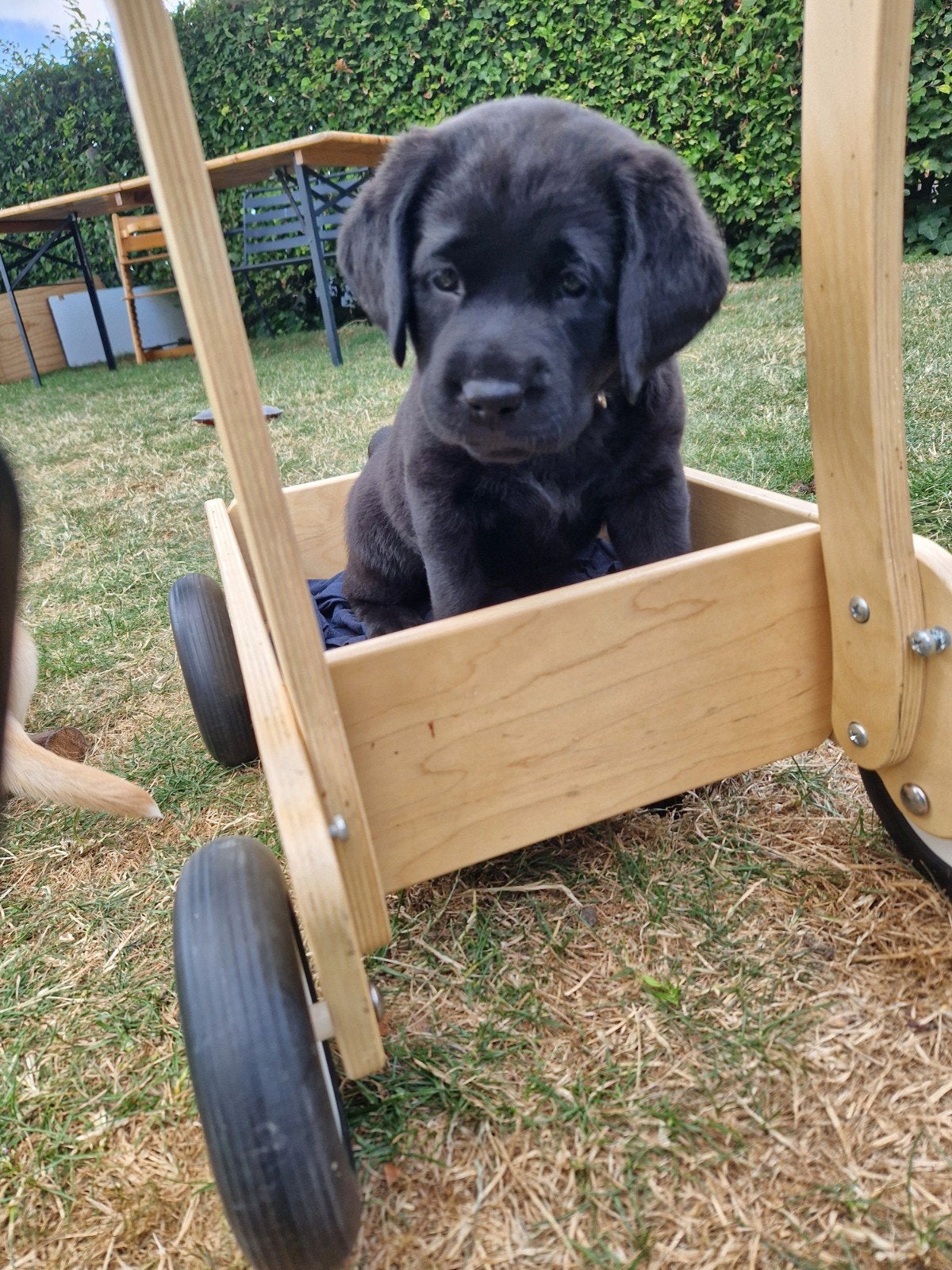 Hele mooie labrador pups. Blond en zwart., 8 tot 15 weken, Labrador retriever, Meerdere dieren, Eén hond