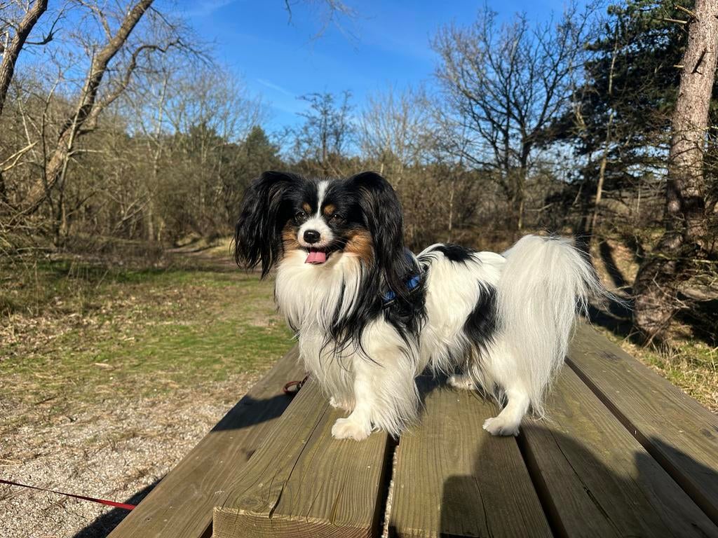 Vlinderhondje ter dekking aangeboden, Reu, 1 tot 2 jaar, Parvo, Eén hond