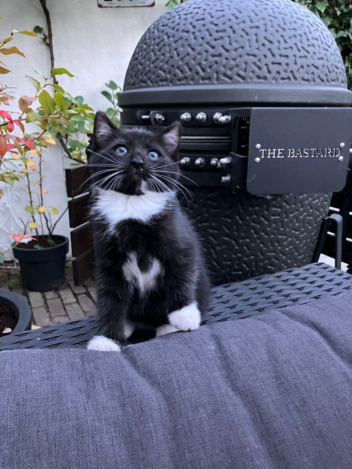 Nog 1 kitten mix ragdoll en europeese korthaar, Dieren en Toebehoren, Meerdere dieren, Ontwormd