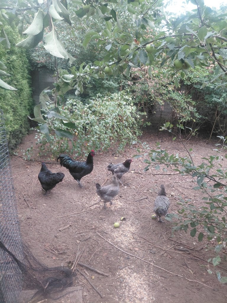 Pluimvee, Dieren en Toebehoren, Pluimvee, Vrouwelijk, Kip