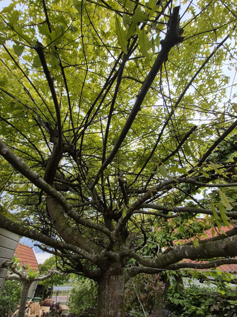 Gratis af te halen: Grote en gezonde dak moeraseik, Tuin en Terras, Planten | Bomen, Ophalen of Verzenden, Overige soorten