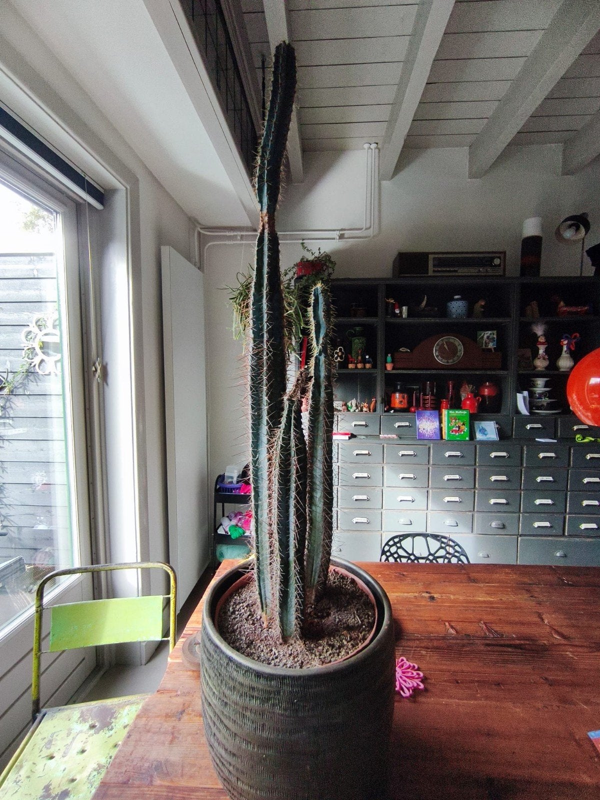 Grote cactus in pot - Eyecatcher voor uw interieur!, Huis en Inrichting, Ophalen, Minder dan 100 cm, In pot, Cactus