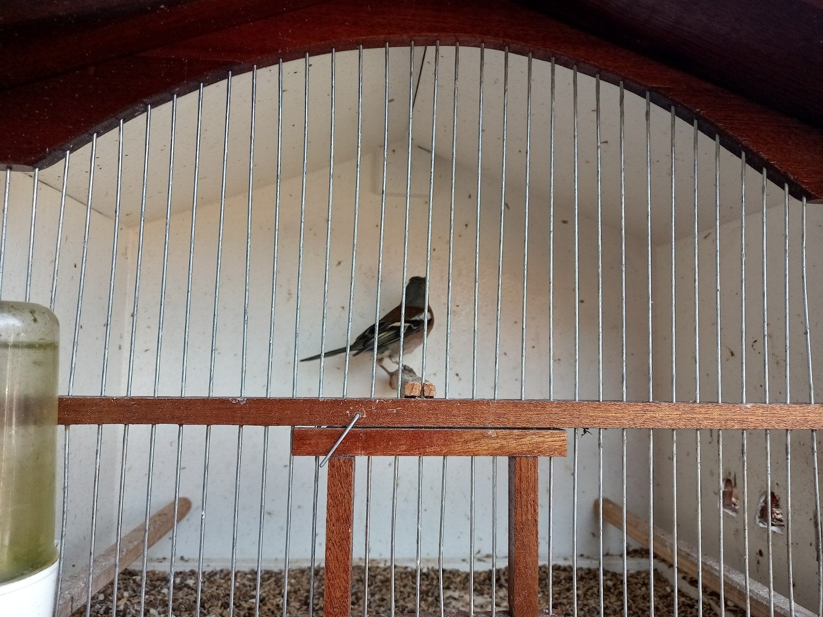 Vink, Mannelijk