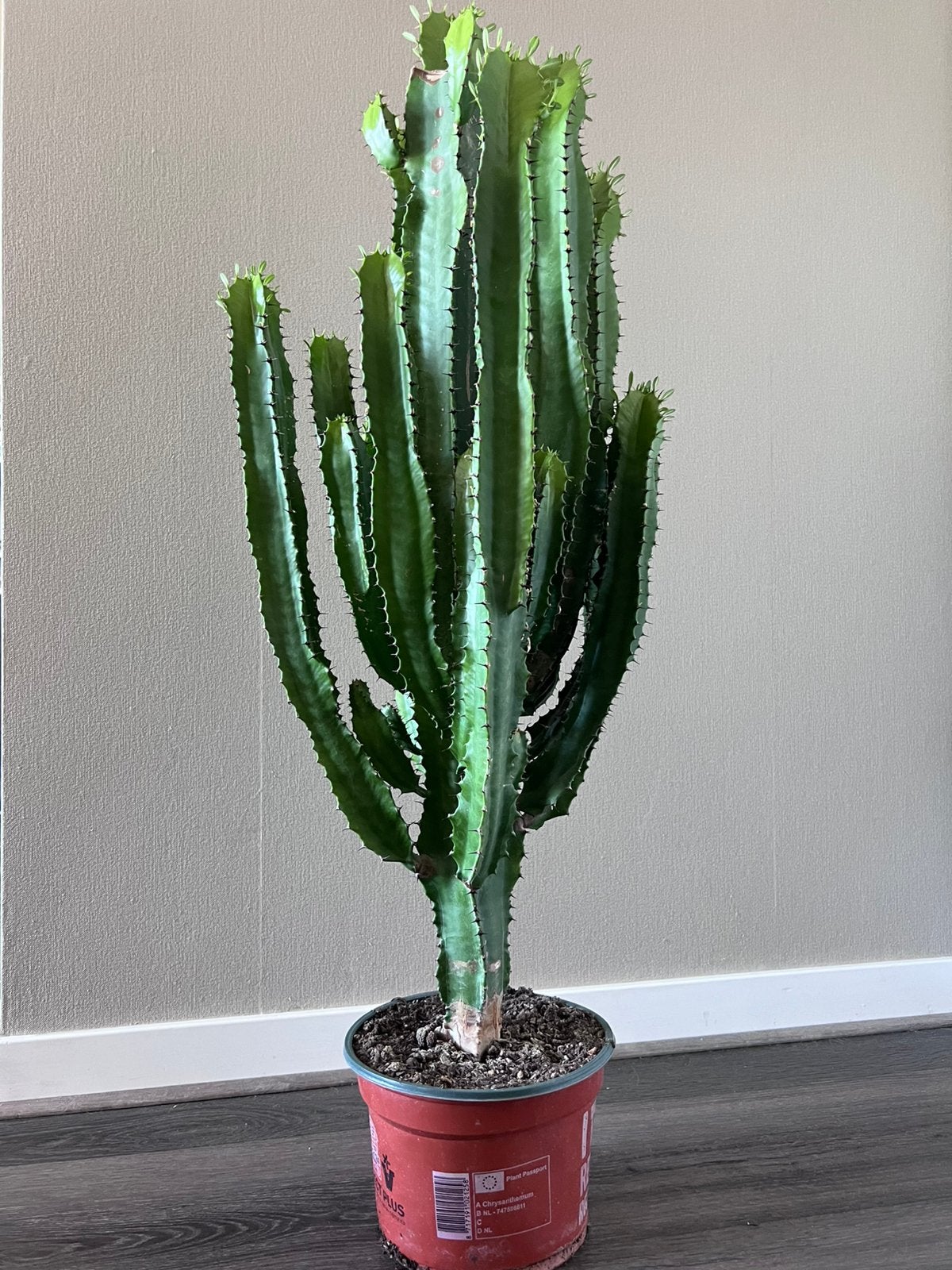Cactus, Ophalen, Halfschaduw, Minder dan 100 cm