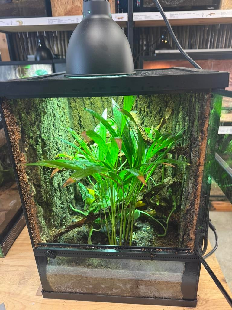 Lygodactylus conraui met terrarium, Ophalen, Nieuw
