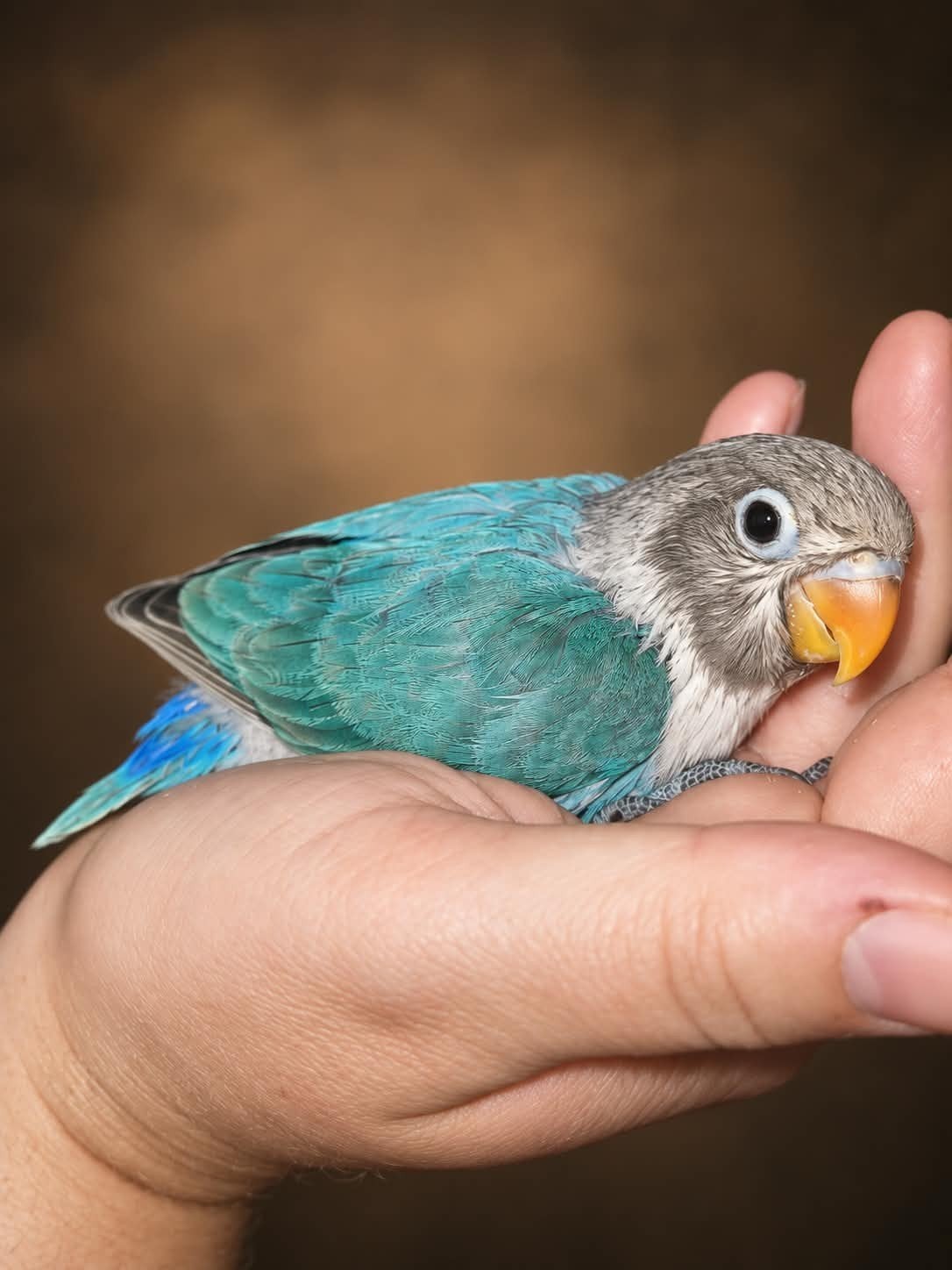 PRACHTIGE Jonge Agapornis Fischeri, Geslacht onbekend, Dwergpapegaai of Agapornis, Tam