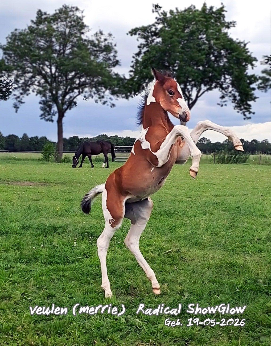 Lieve, makke bonte veulens, paints, Dieren en Toebehoren, 160 tot 165 cm, 0 tot 2 jaar