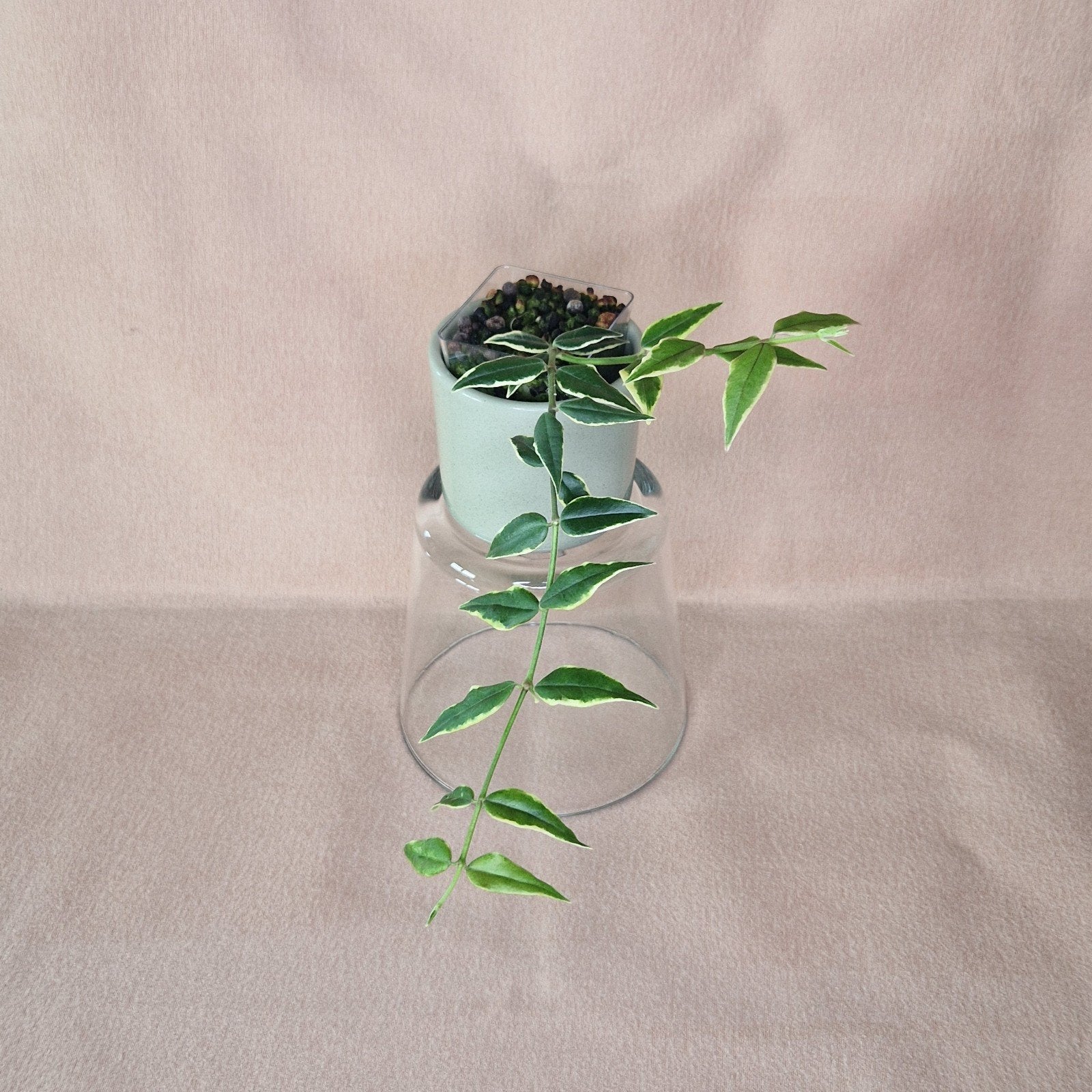 Hoya Bella 4, Verzenden, Overige soorten, Halfschaduw, Minder dan 100 cm