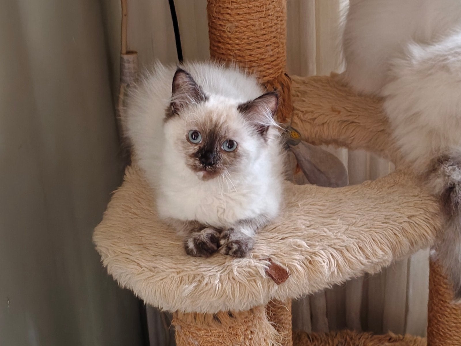 Prachtig nestje ragdoll kittens 5 vrouwtjes en 1 katertje, Meerdere dieren, Ontwormd
