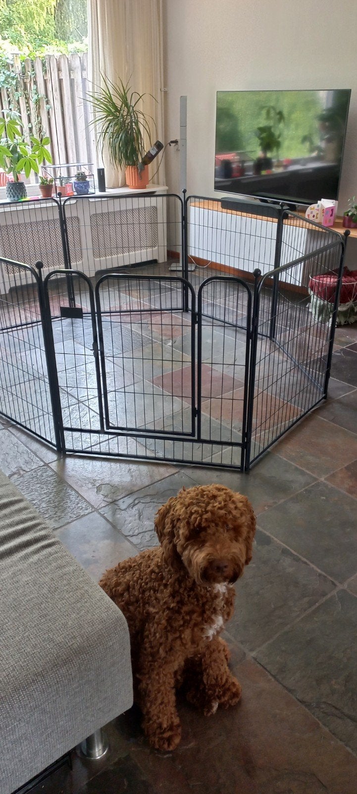 puppyren, Ophalen, Zo goed als nieuw, 75 tot 110 cm, 65 tot 100 cm