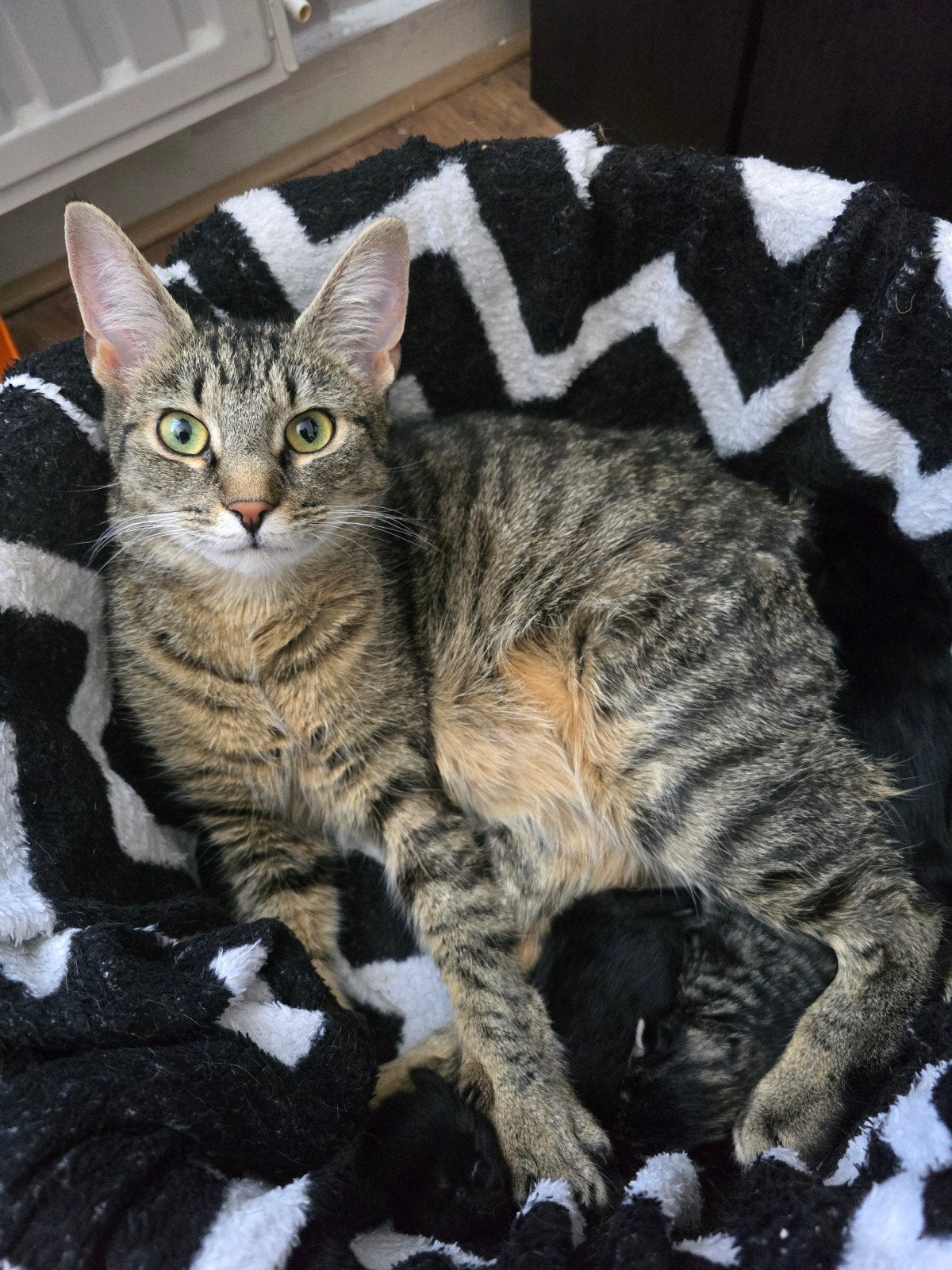 Kittens te koop, Dieren en Toebehoren, Meerdere dieren