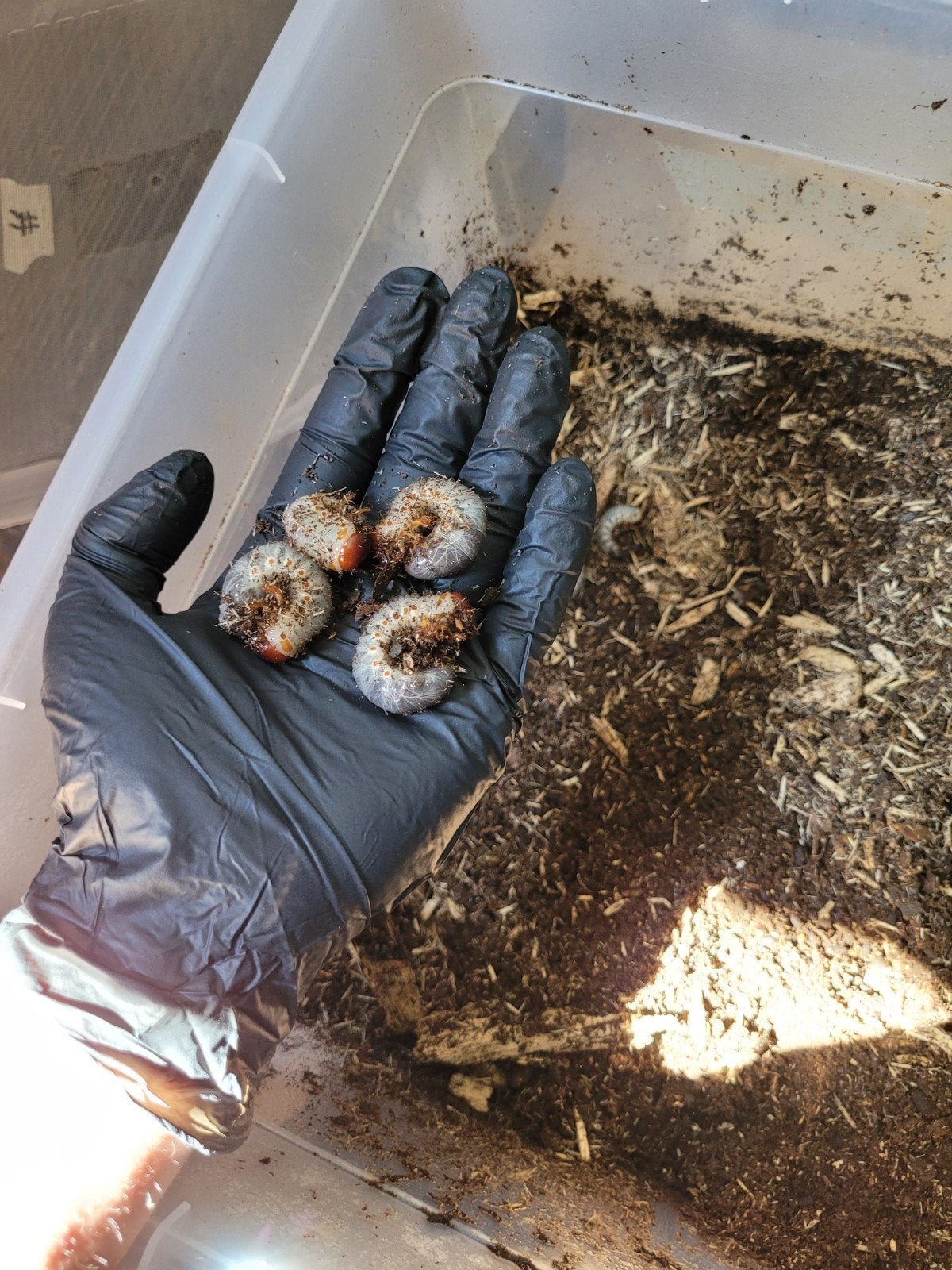 Oryctes Nasicornis larven, Overige soorten