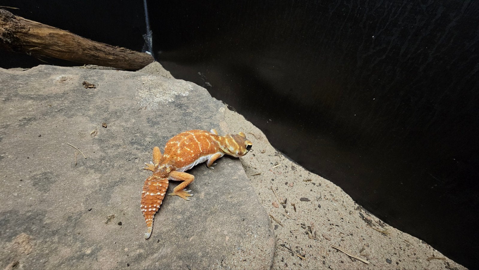 Nephrurus levis levis, Hagedis, 0 tot 2 jaar