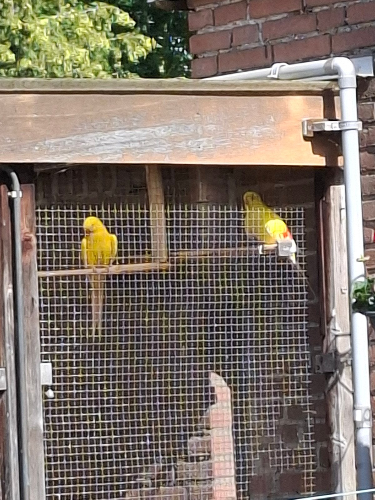 Lutino bergen, Dieren en Toebehoren, Vogels | Parkieten en Papegaaien, Meerdere dieren, Parkiet, Geringd