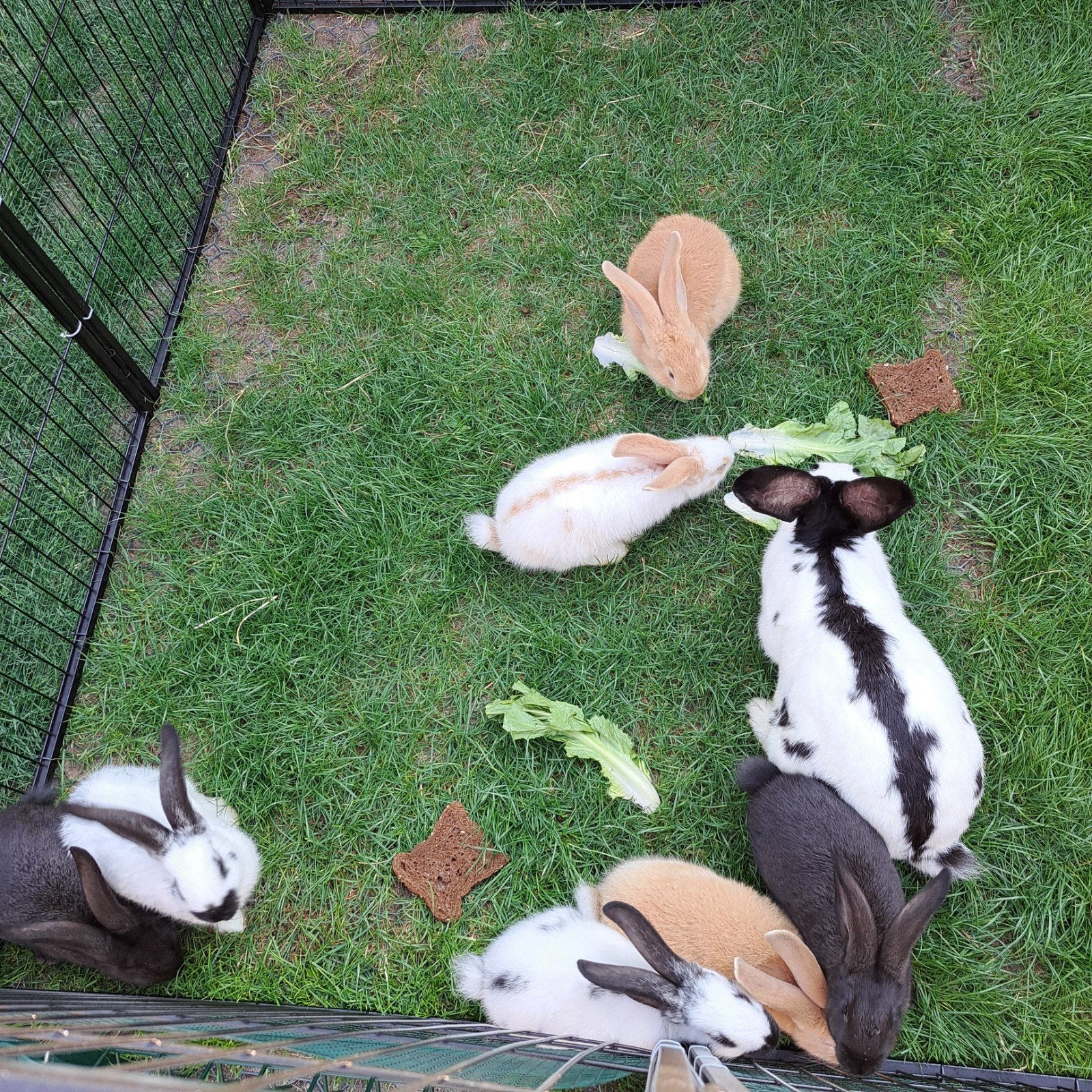 Lotharinger / vlaamse reus, Dieren en Toebehoren, Meerdere dieren, Groot