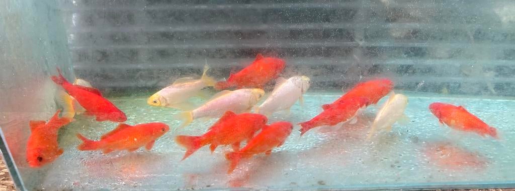 Koi en goudvissen tekoop diverse soorten en grote, Dieren en Toebehoren, Vissen | Vijvervissen, Karper of Koi