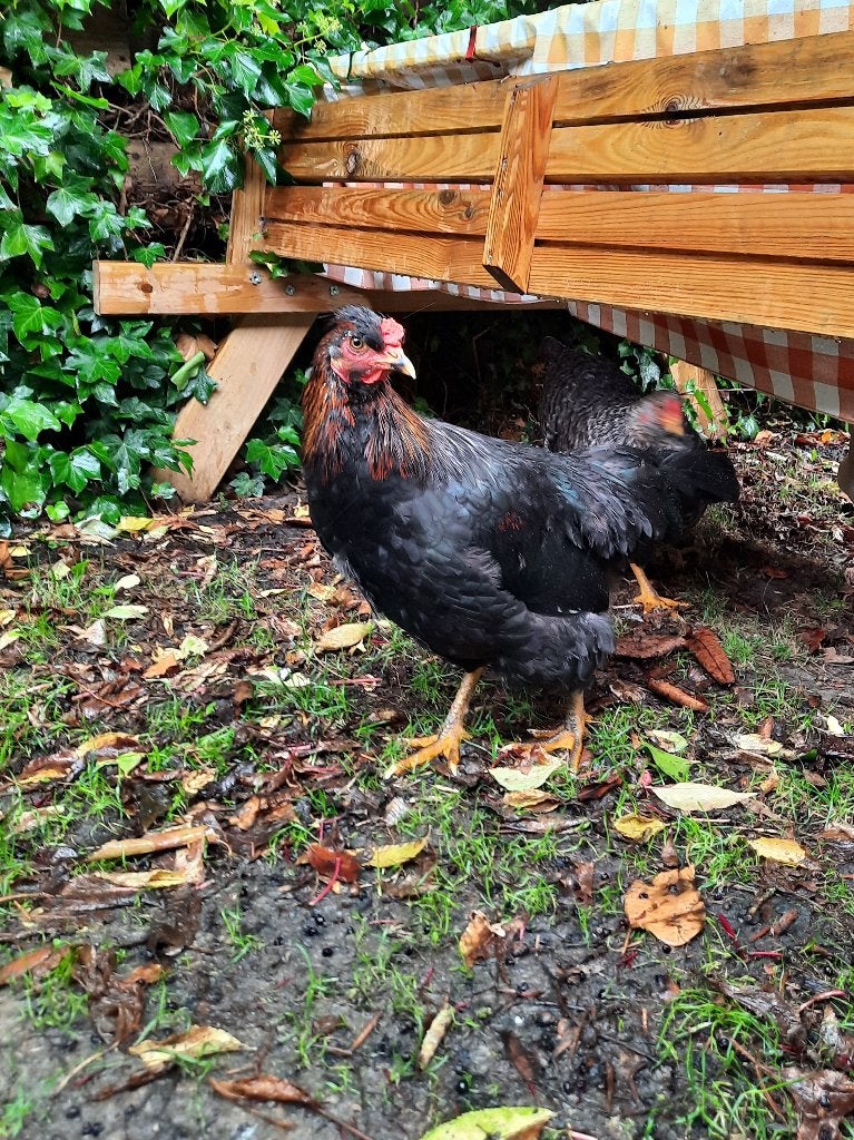 Gratis haan Araucana  (groene eieren), Dieren en Toebehoren, Pluimvee, Mannelijk, Kip