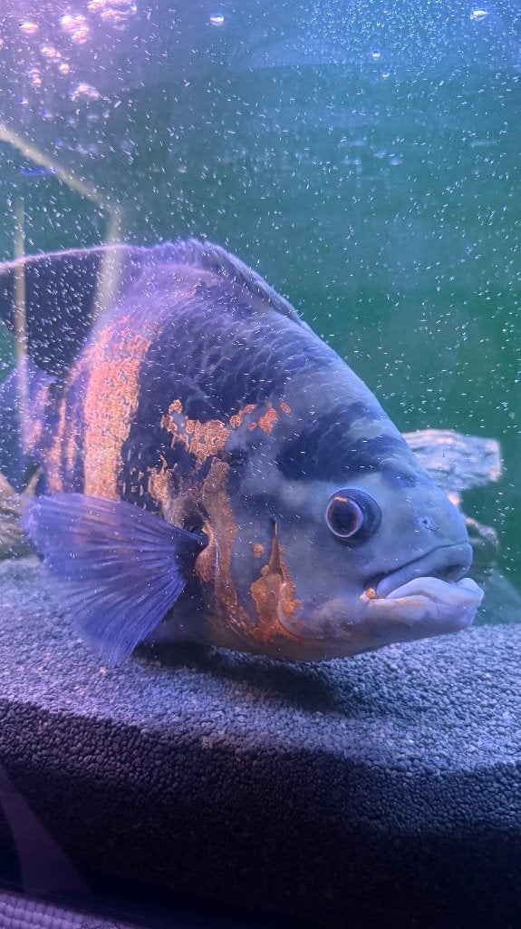pauwoog xxl, Dieren en Toebehoren, Vissen | Aquariumvissen, Vis, Zoetwatervis