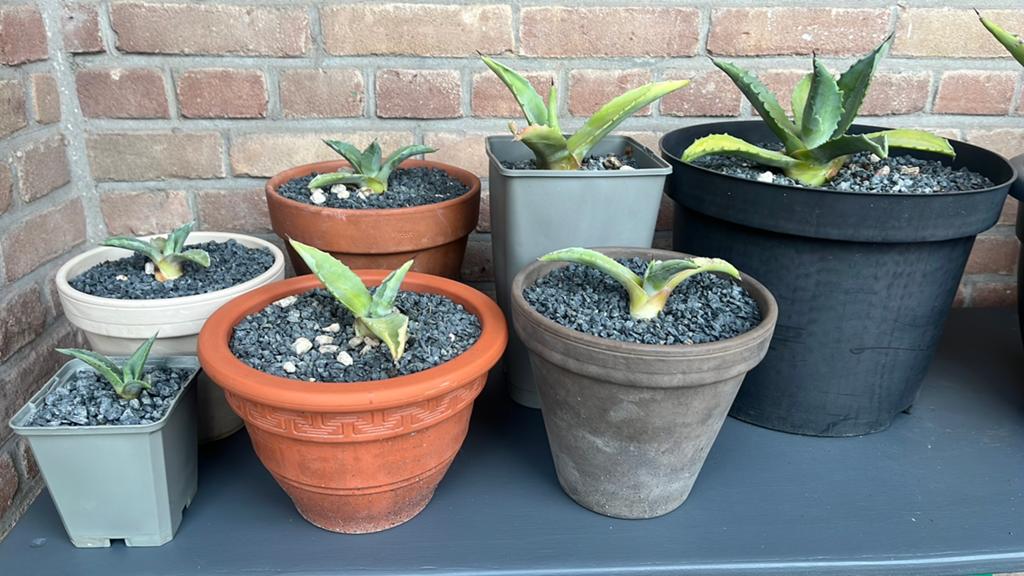 Agave americana, Volle zon, Vaste plant, Bloeit niet, Ophalen