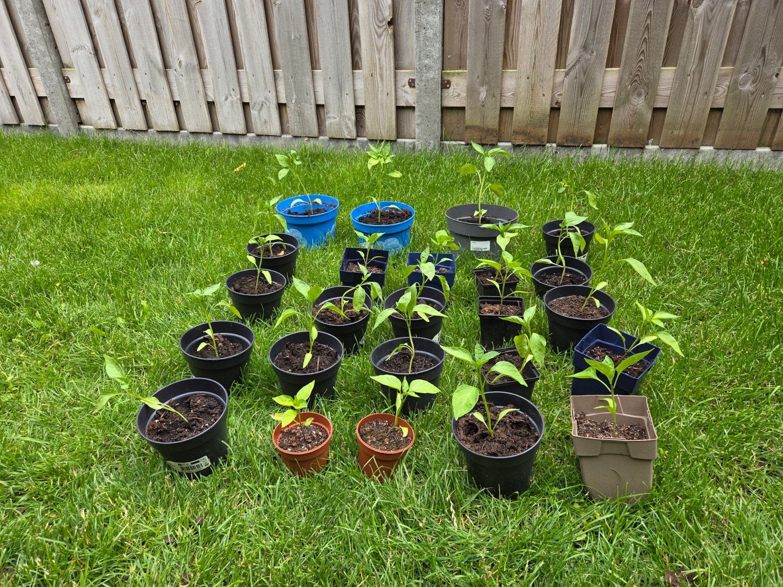 Jonge gezonde Jalapeño plantjes!, Ophalen, Volle zon, Zomer, Groenteplanten