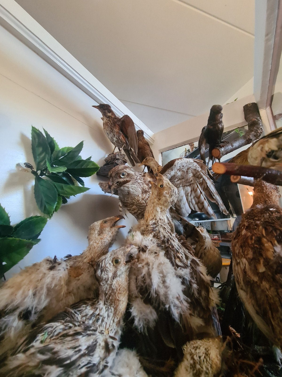 Unieke Vitrine met Opgezette Vogels en Dieren, Ophalen, Gebruikt, Vogel, Opgezet dier