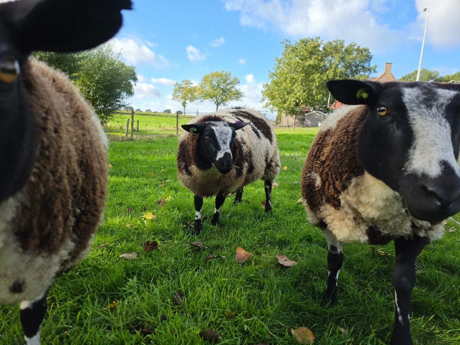mooie bonte dekram (zwoeger en scrapie vrij), Mannelijk, Schaap, 0 tot 2 jaar