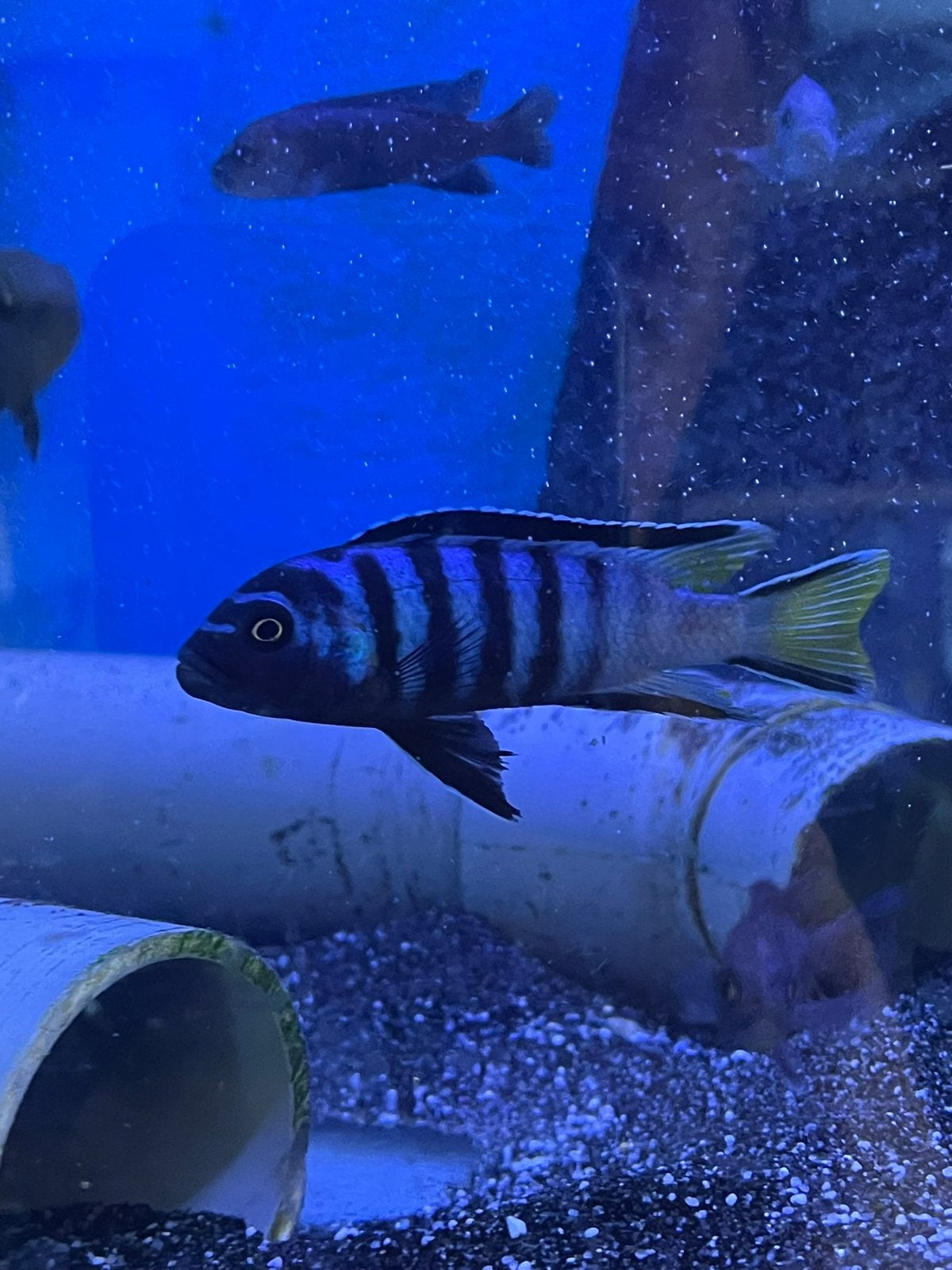 Pseudotropheus elongatus mpanga ( Malawi cichkide ), Dieren en Toebehoren, Vissen | Aquariumvissen, Vis
