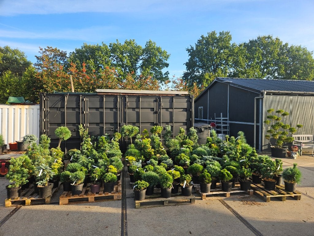 meer dan 70 verschillende soorten Pinus, Volle zon, Vaste plant, Bloeit niet, Ophalen