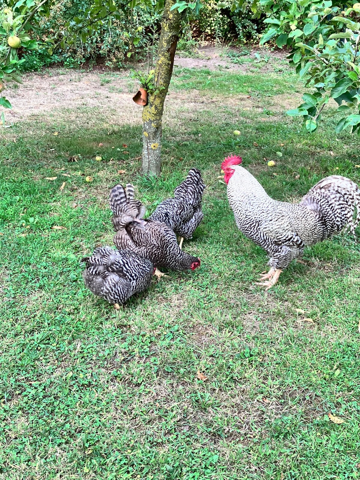Haan (grote Amrock) groot en rustig, Mannelijk, Kip
