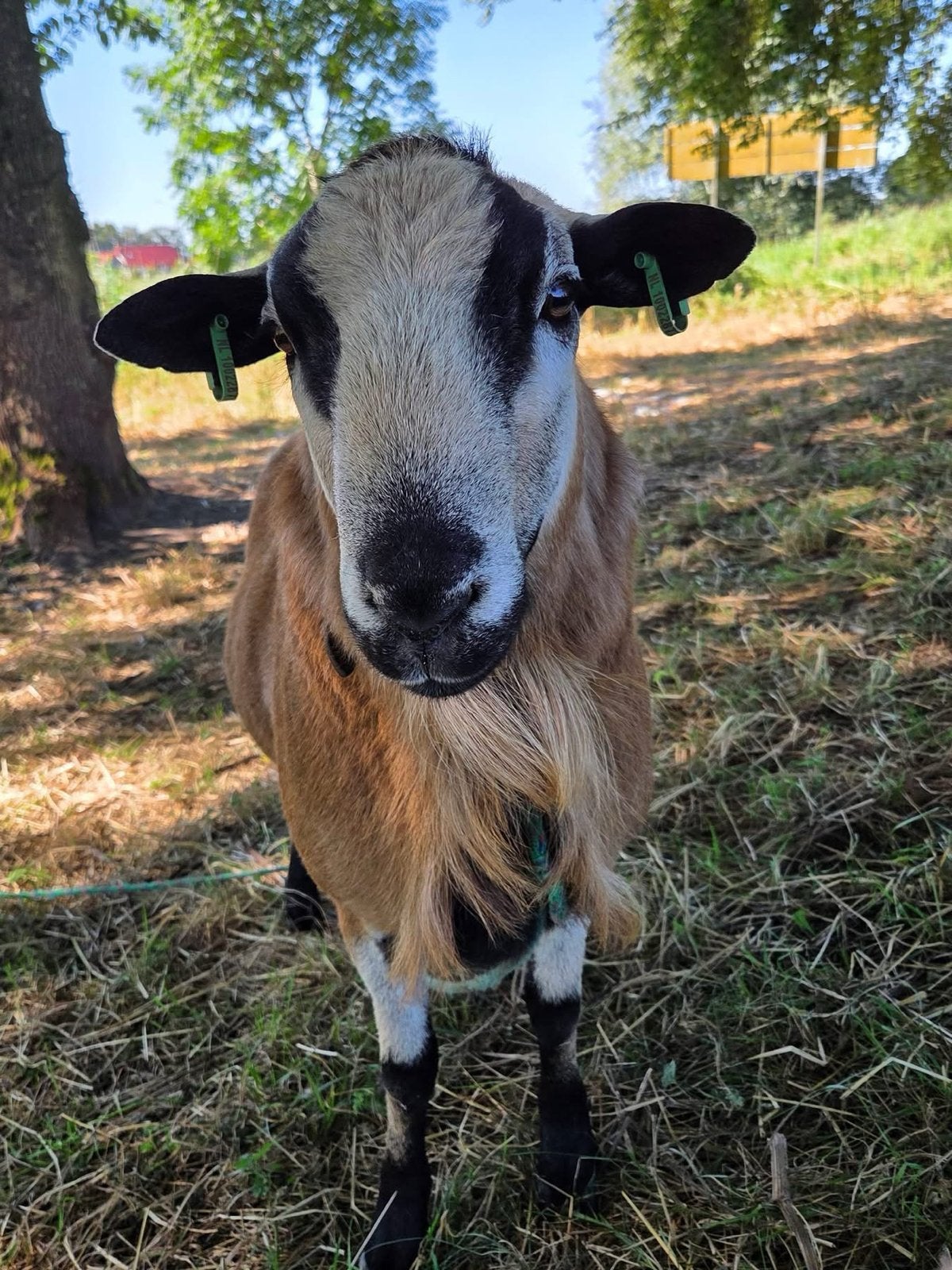 Maasduinen ram, Dieren en Toebehoren, Mannelijk, Schaap, 0 tot 2 jaar