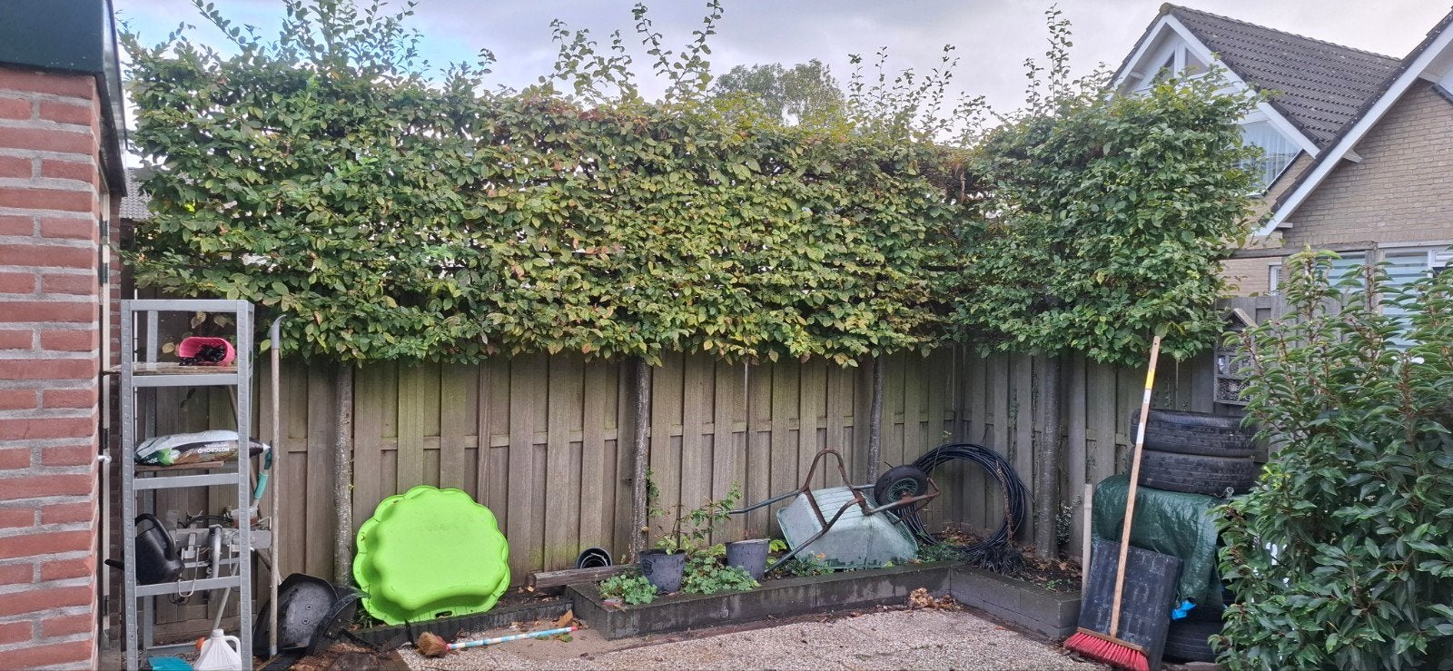 Leiboom Haagbeuk (Carpinus betulus), Ophalen, Leiboom, 250 tot 400 cm