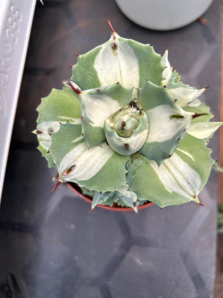 Agave potatorum raijin varigata- Prachtige bonte succulent, Volle zon, Vaste plant, Bloeit niet, Ophalen
