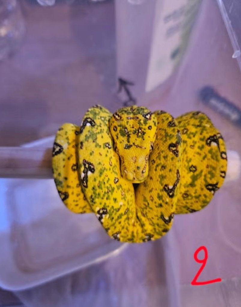 morelia viridis azurea biak 2025 Green Tree Python - unknown for sale from reptile900