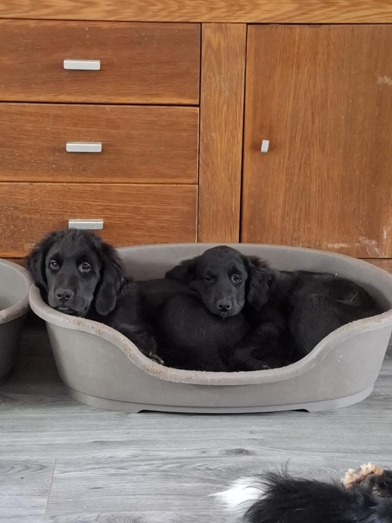 BOULAB PUPS, 8 tot 15 weken, Labrador retriever, Meerdere, Meerdere dieren