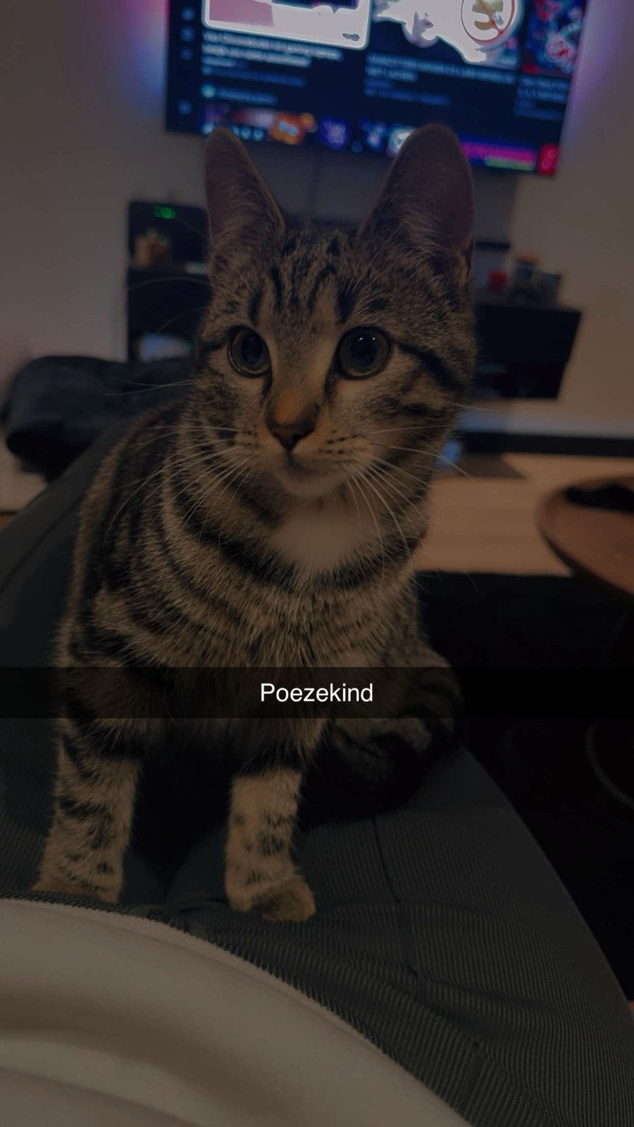Kitten, Poes, Kortharig, 0 tot 2 jaar