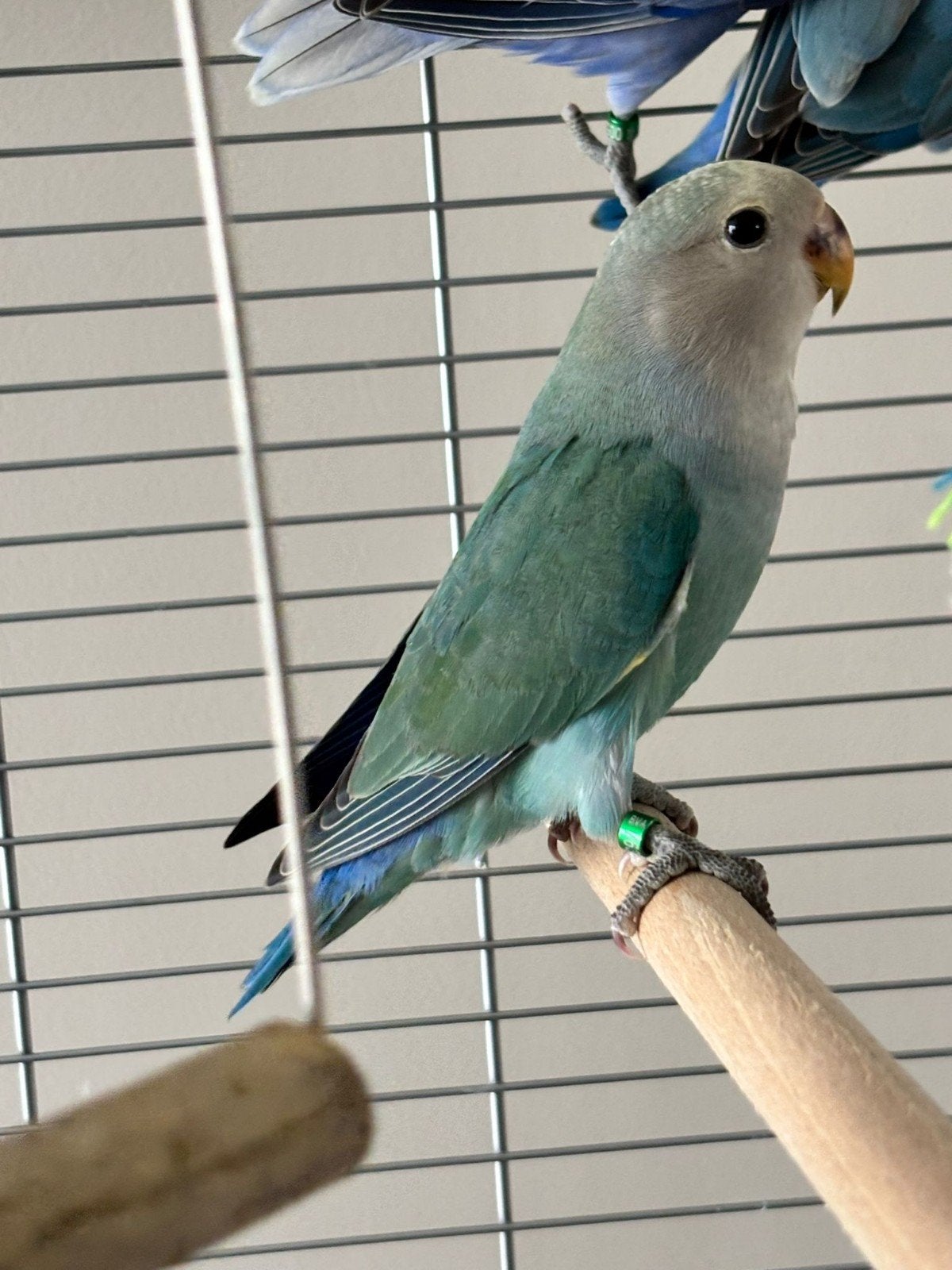 agapornis man (Aqua / Cinnamon / Opaline) – DNA-getest, Mannelijk, Dwergpapegaai of Agapornis, Geringd