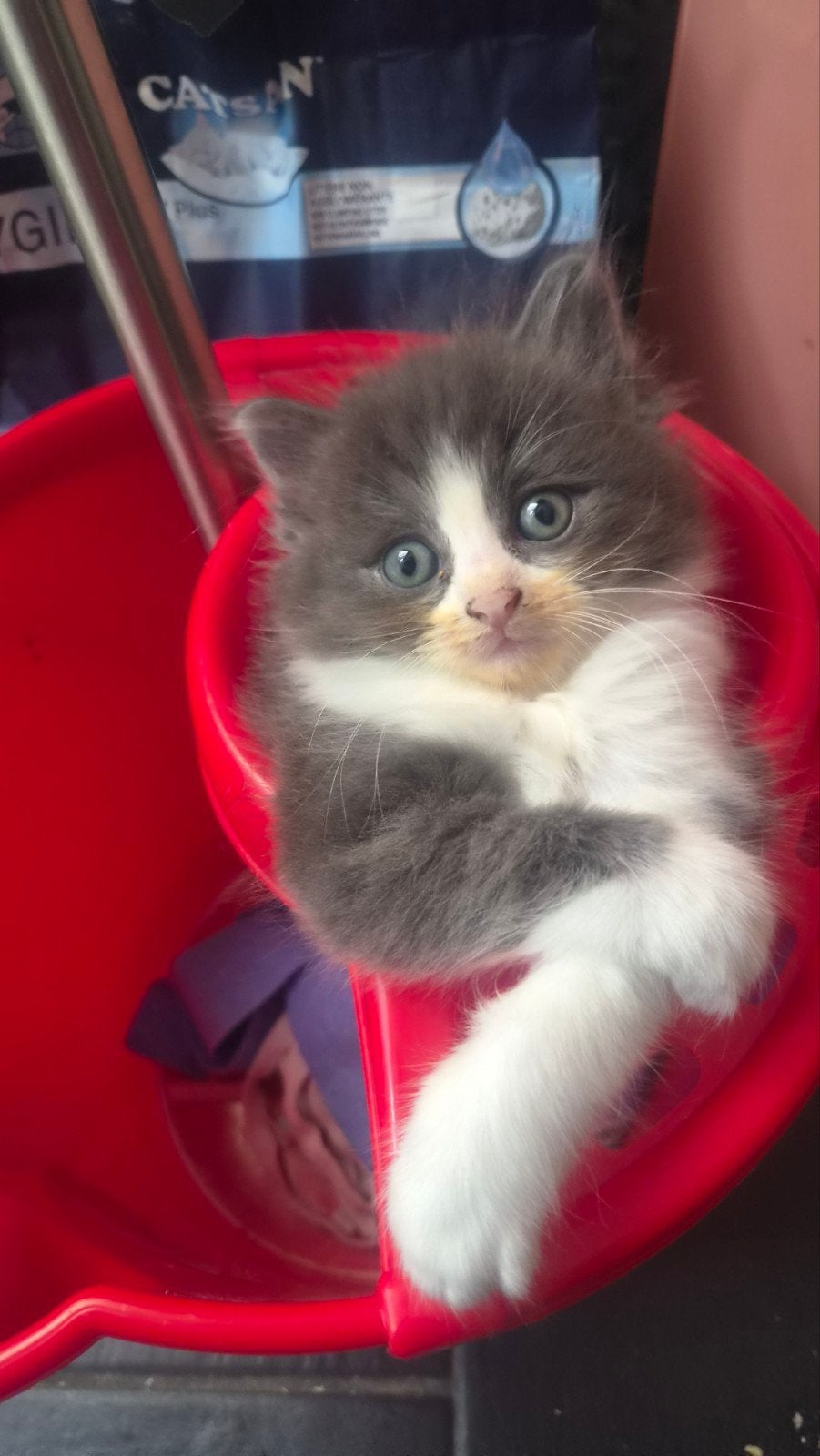 Ragdoll kittens, Kater, Ontwormd, 0 tot 2 jaar