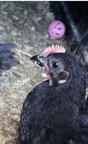 Australorp kuikens hanen  gratis, Dieren en Toebehoren, Mannelijk, Kip