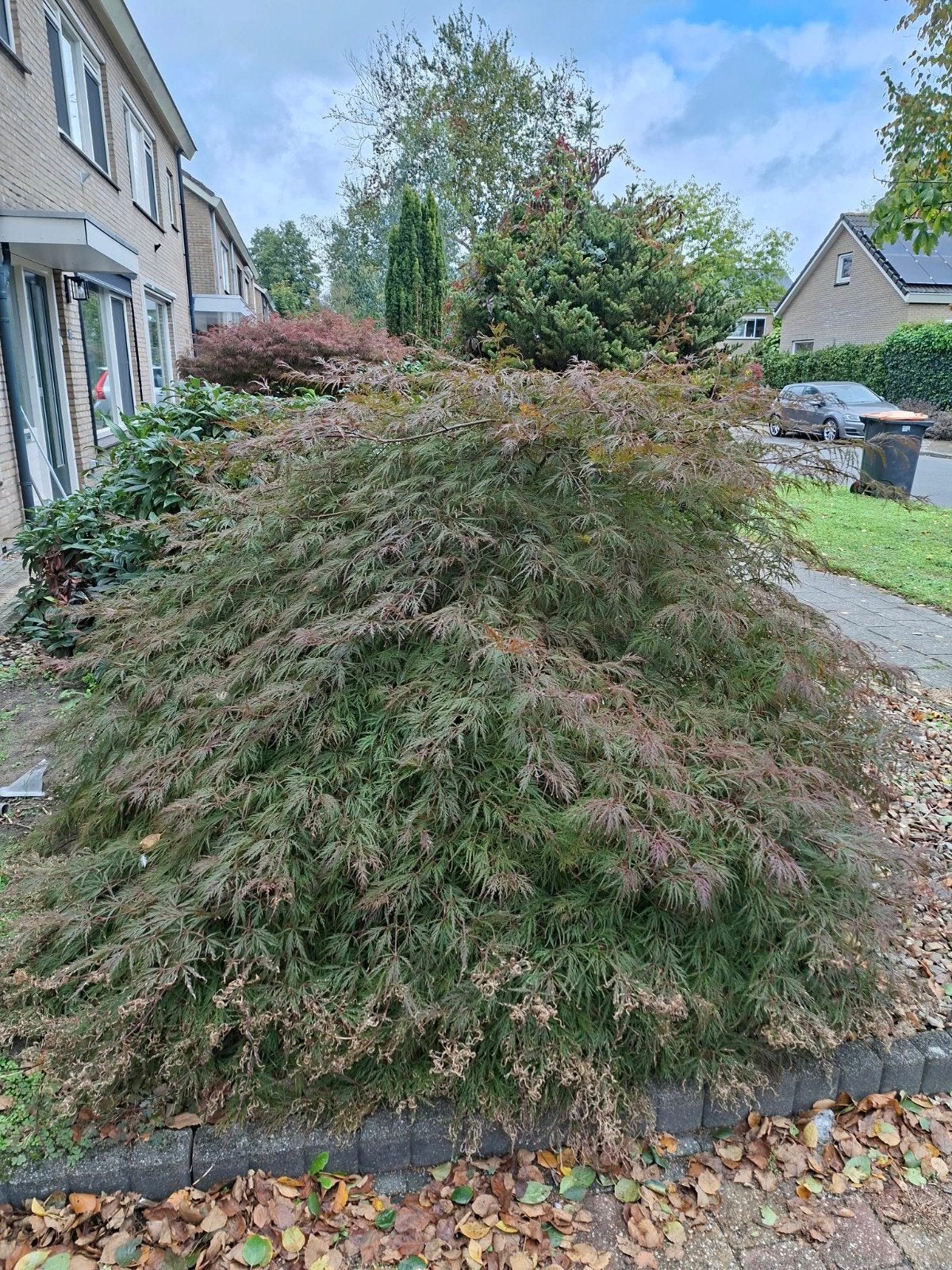 Grote Japanse Esdoorn (Acer palmatum) - 150cm hoog, Tuin en Terras, Ophalen, Overige soorten, Halfschaduw