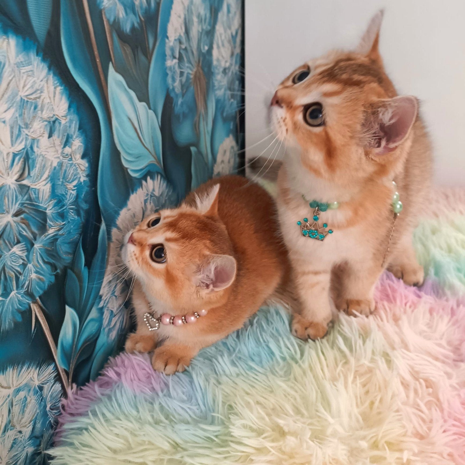 Prachtige Britse golden chinchilla kittens, Meerdere dieren, Met stamboom