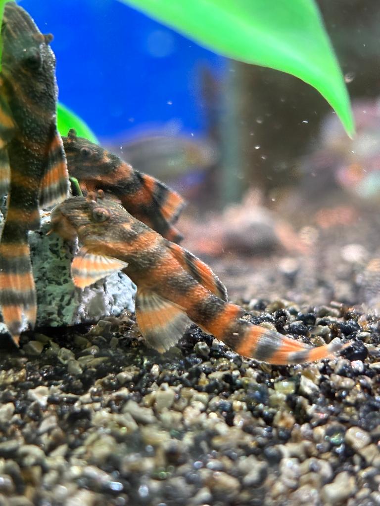 L397 Alenquer Tiger Pleco, Dieren en Toebehoren, Vissen | Aquariumvissen, Vis, Zoetwatervis