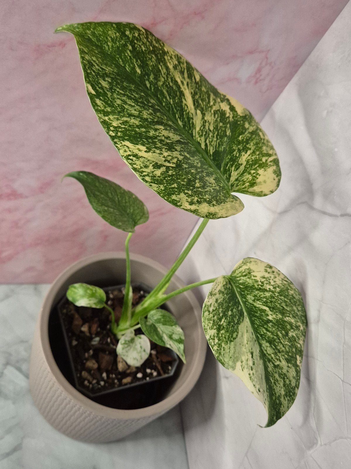 Monstera Mint #4, Verzenden, Halfschaduw, Minder dan 100 cm
