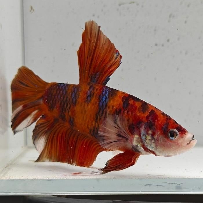 Betta splendens man 20, Dieren en Toebehoren, Vis