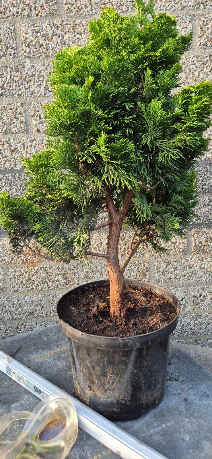 Japanse Cipres Bonsai start materiaal, Ophalen of Verzenden