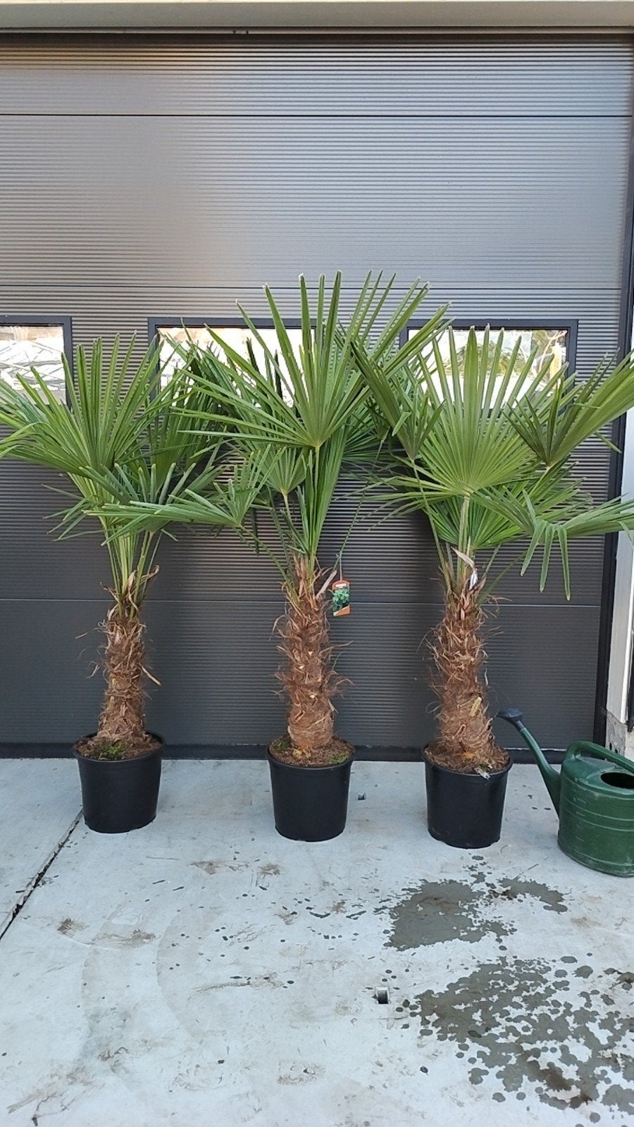Trachycarpus Fortunei - Winterharde Palmboom, Tuin en Terras, Volle zon, Vaste plant, Bloeit niet, Ophalen
