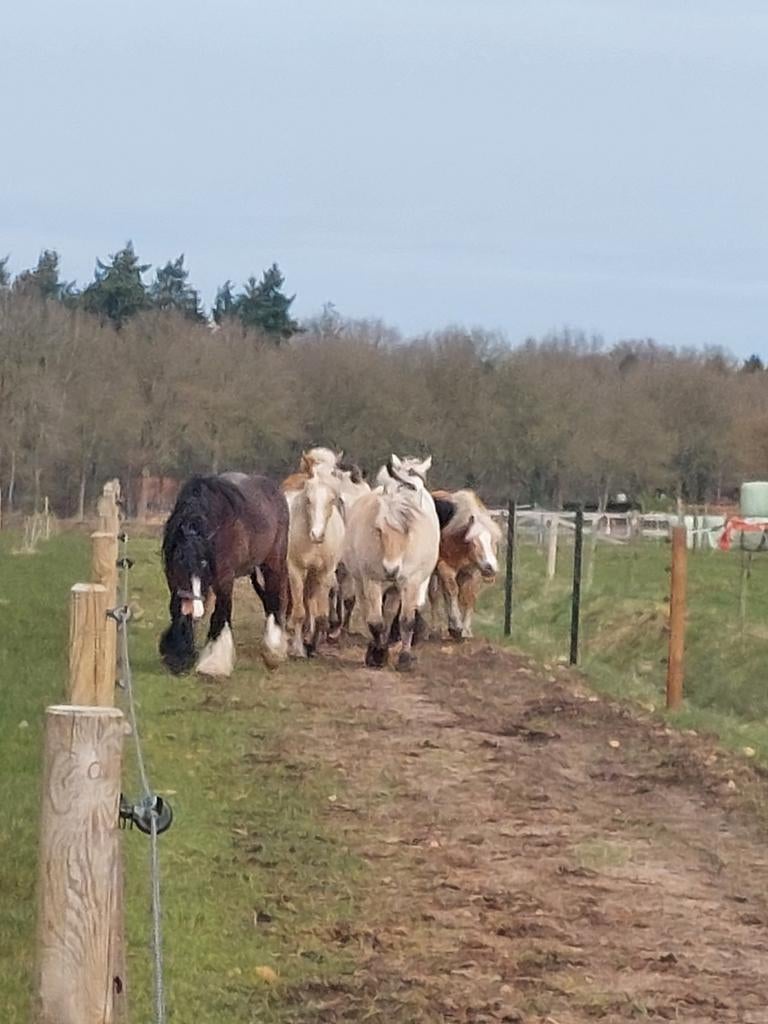 Paddock paradise, 1 plek beschikbaar voor een merrie, Weidegang