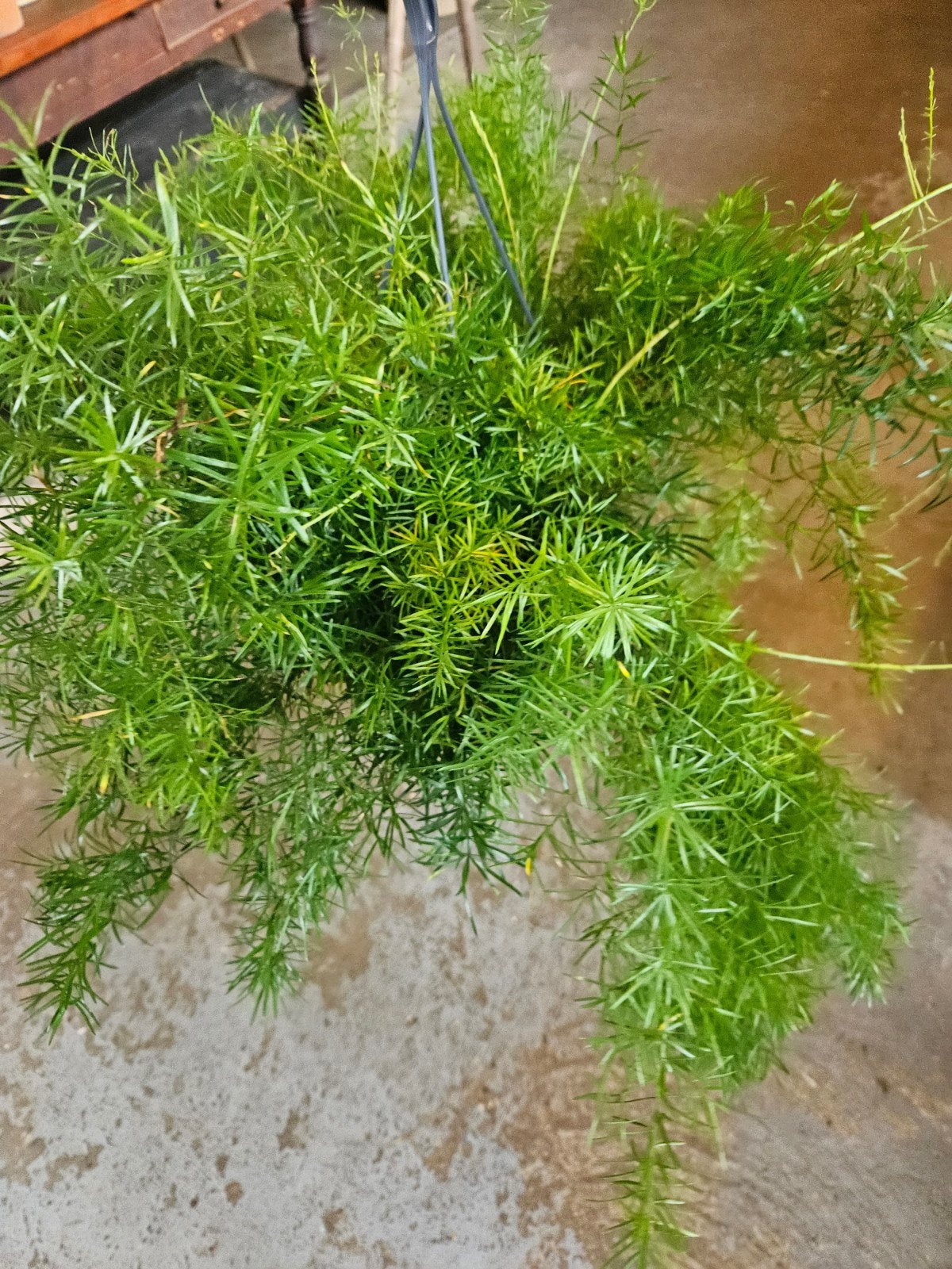 asparagus "WOONWINKEL RUSTIEK ", Huis en Inrichting, Ophalen, Halfschaduw, Minder dan 100 cm