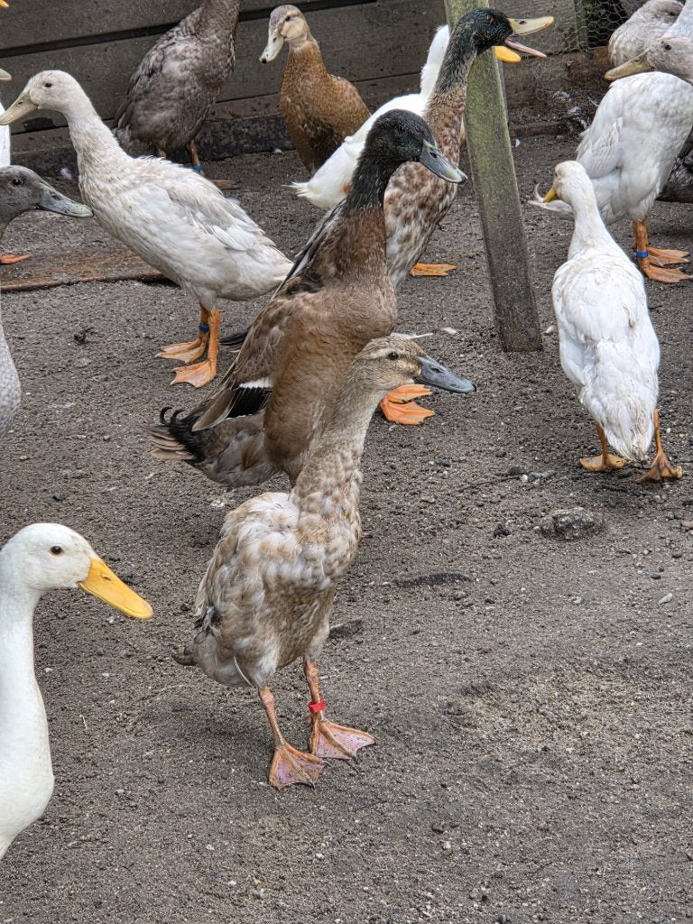 Indische loopeenden, Dieren en Toebehoren, Meerdere dieren, Eend